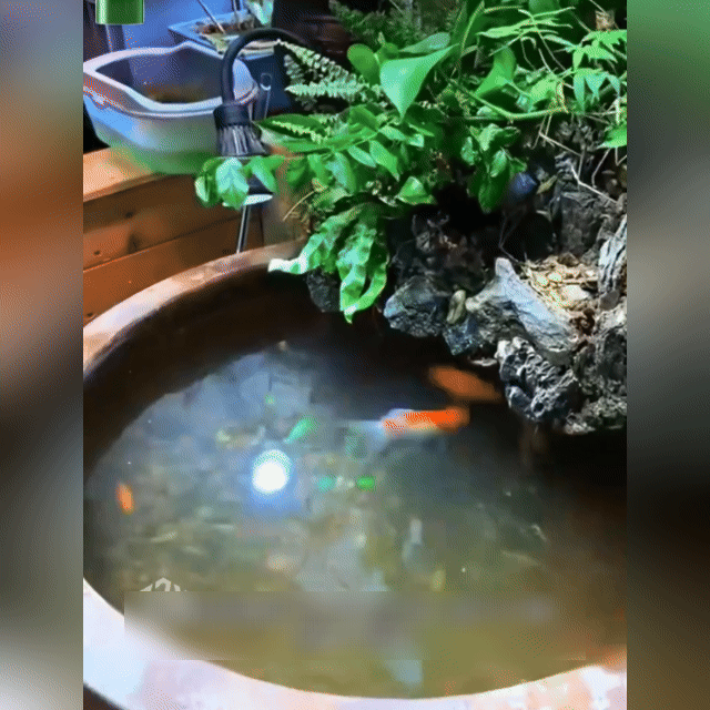 ⚡LAST DAY 60% OFF 🔥 Powerful Aquarium Water Purification Tablets